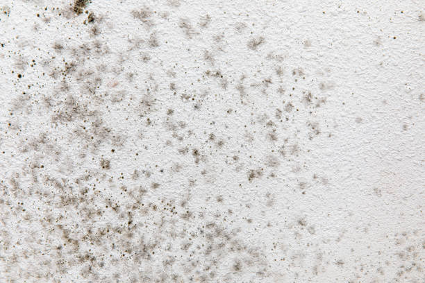 Best Indoor Air Quality Assessment  in Kenmore, NY